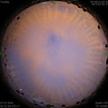1594064050.jpg